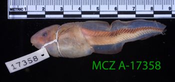 Media type: image;   Herpetology A-17358 Description: Specimen photo;  Aspect: whole body lateral